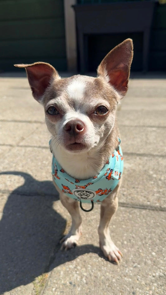 Little Woof Paws - Fur & Fox harness