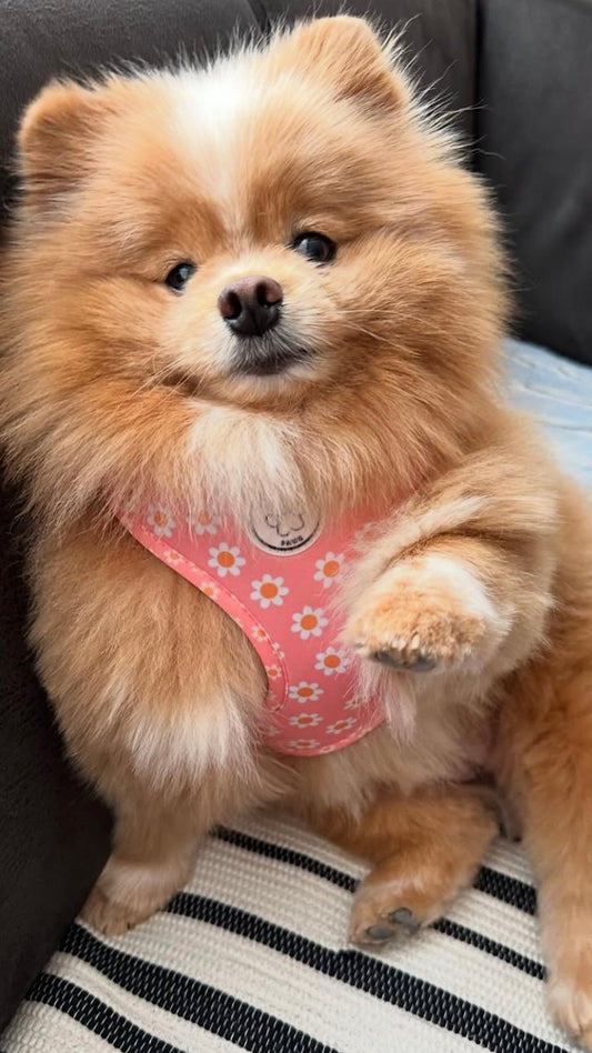 Little Woof Paws - Dazzling Daisy harness