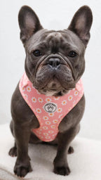 Hondentuigje roze met bloemen - Dazzling Daisy