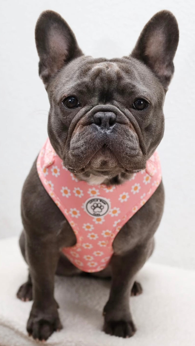 Little Woof Paws - Dazzling Daisy harness
