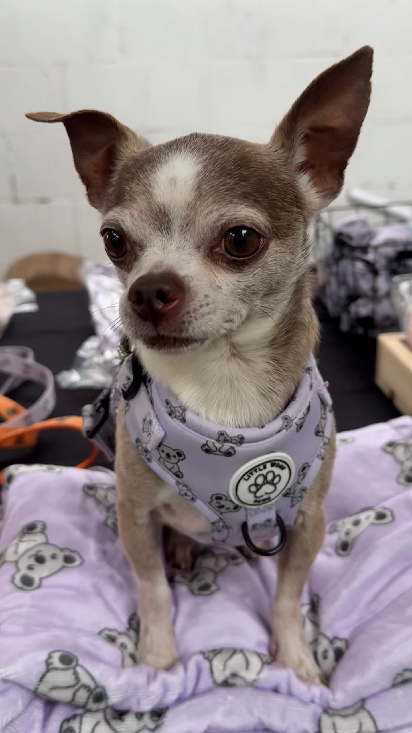 Little Woof Paws - Harness Kiss & Koala