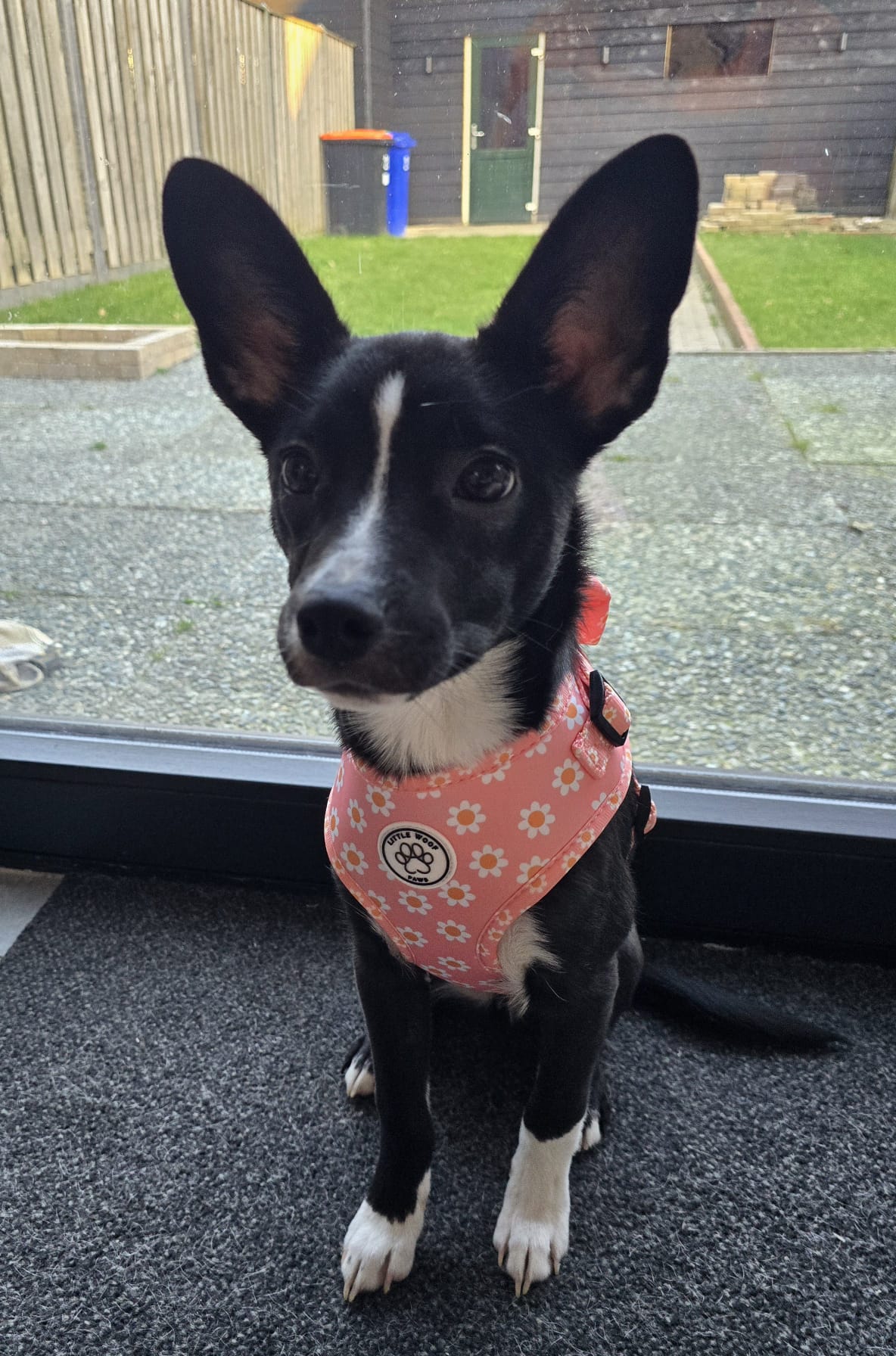 Little Woof Paws - Dazzling Daisy harness