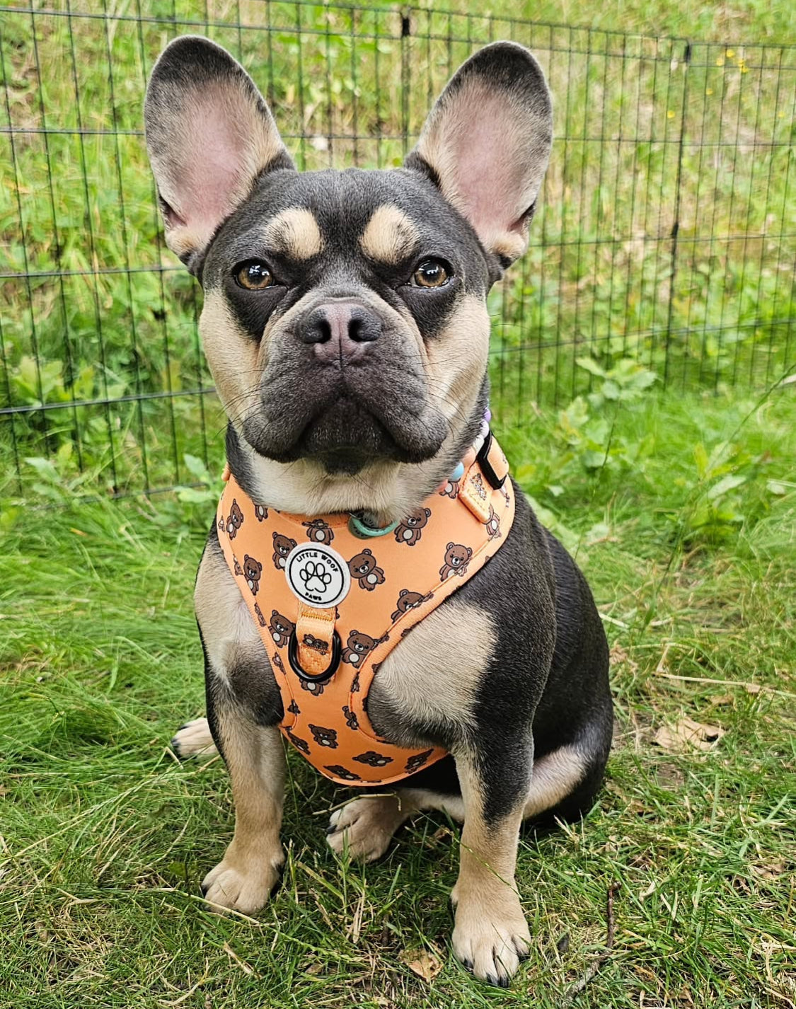 Hondentuigje oranje met beertjes - Bark & Bear