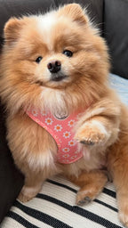 Hondentuigje roze met bloemen - Dazzling Daisy