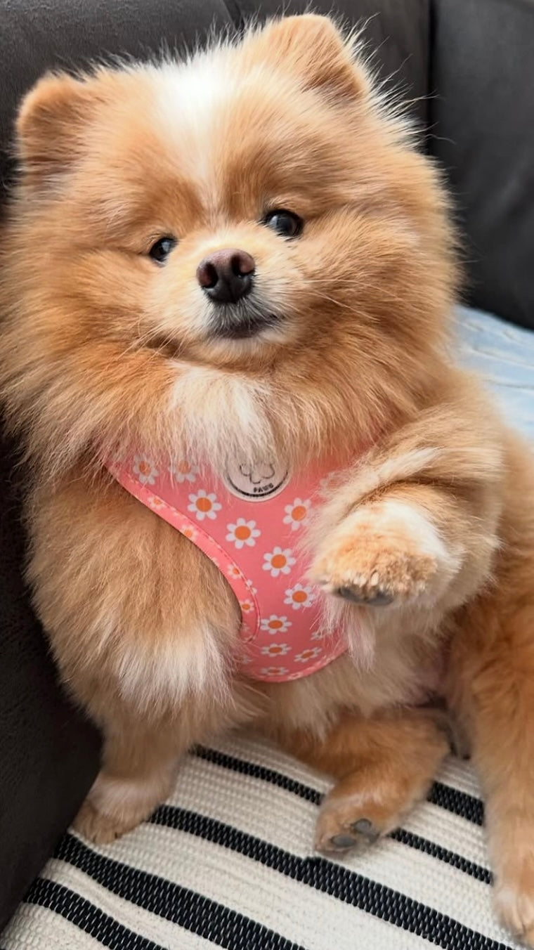 Little Woof Paws - Dazzling Daisy harness