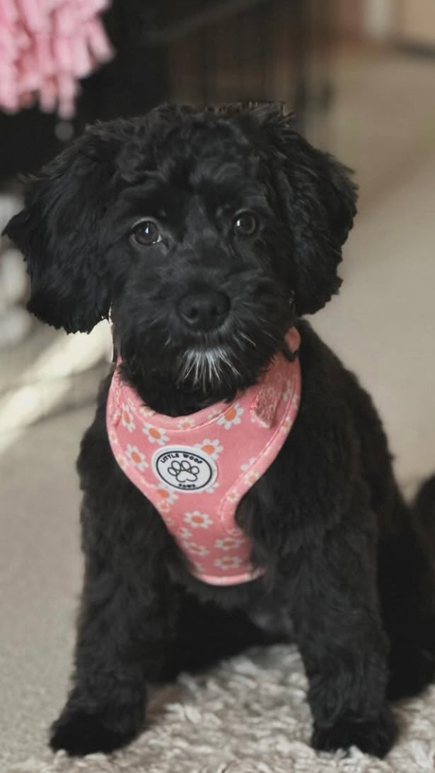 Little Woof Paws - Dazzling Daisy harness