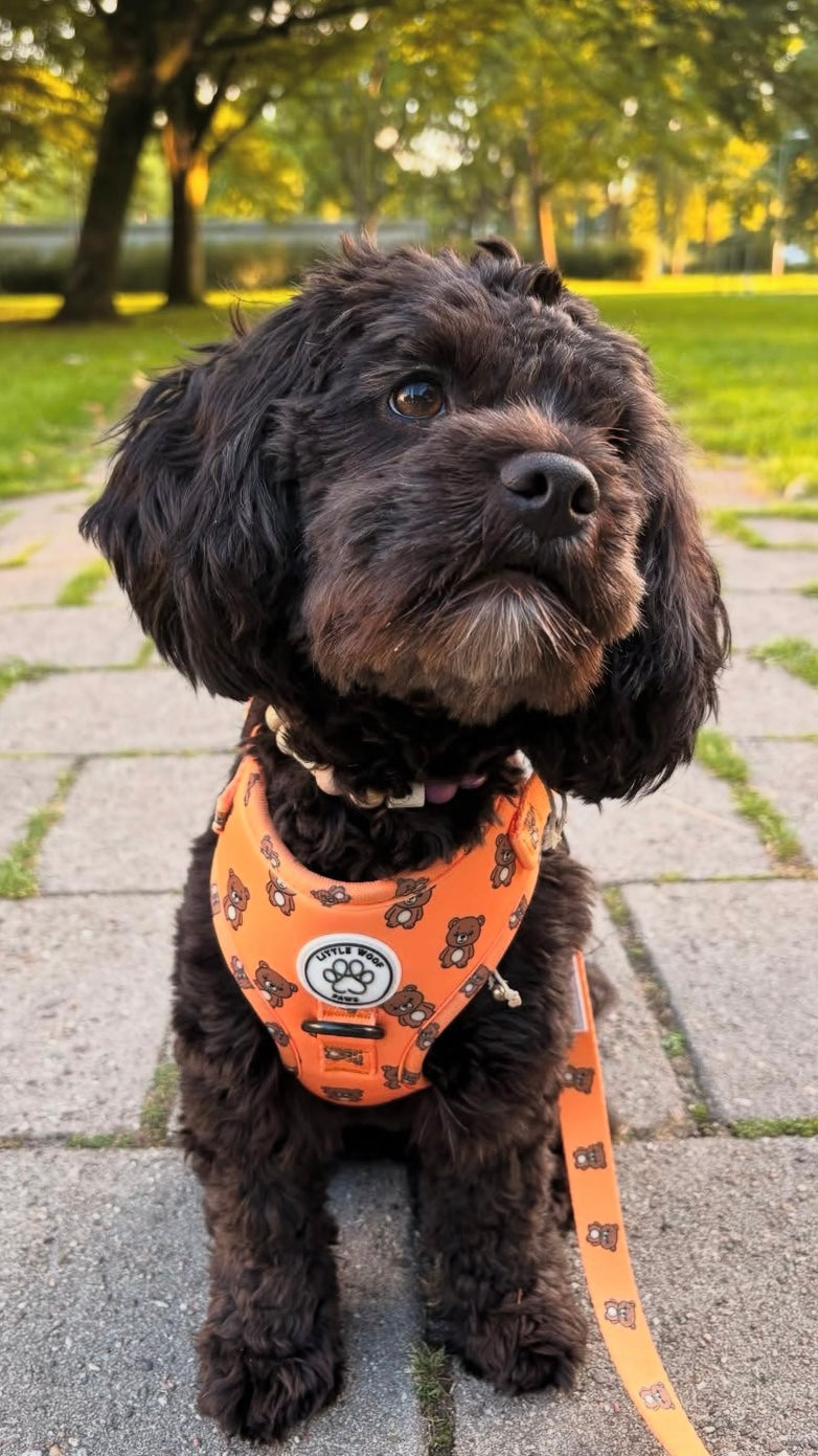 Hondentuigje oranje met beertjes - Bark & Bear