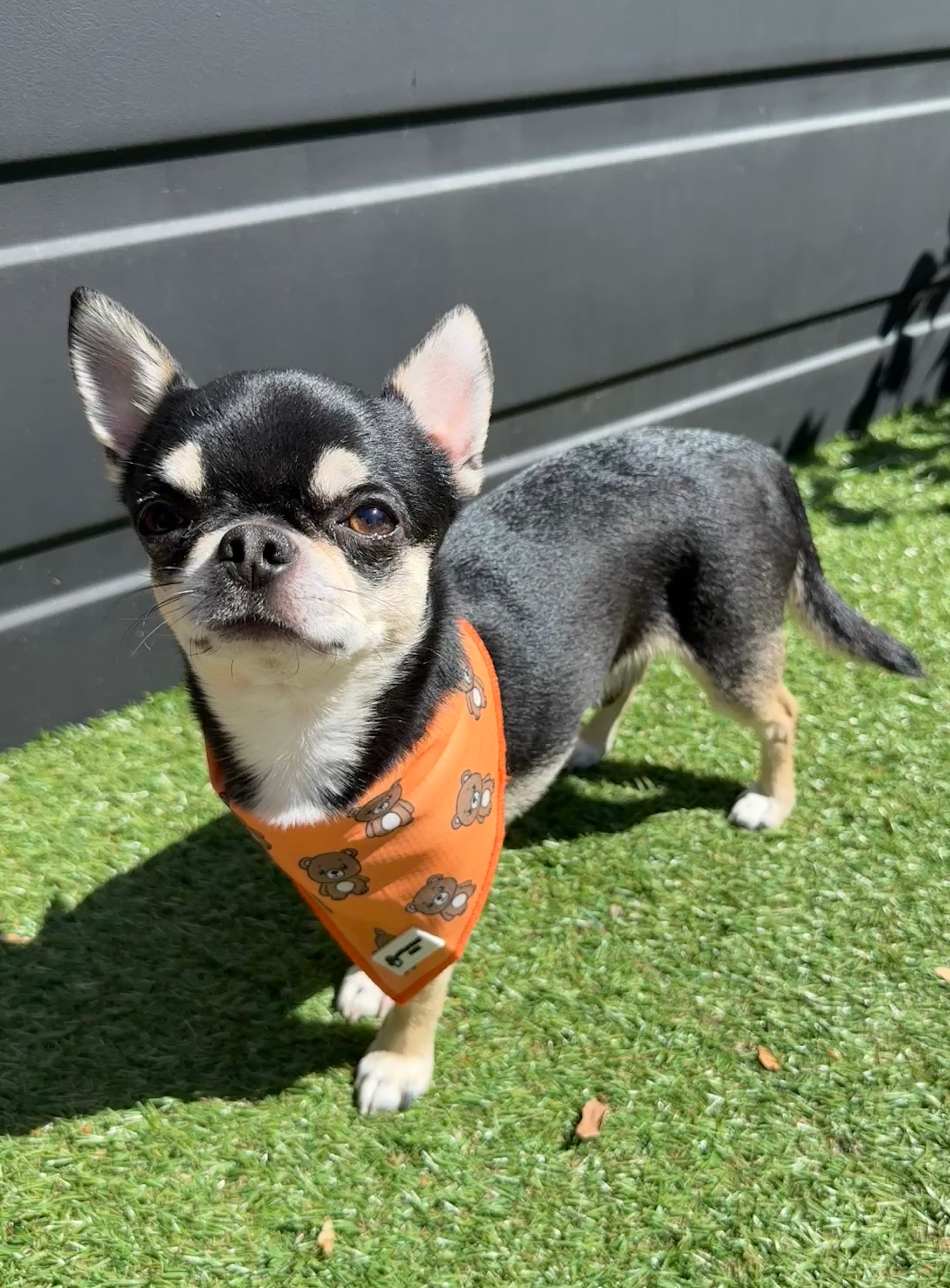 Hondenbandana oranje met beertjes - Bark & Bear